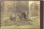 "Bobby" the dog, 1889