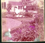 Flowers at Sturbridge Village, Mass., June 1957