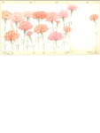 Coral and pink carnations
