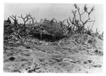 WWII Pacific Theater, combat photo: Japanese Army tunnel entrance by Earl F. Dickinson