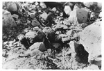 WWII Pacific Theater, combat photo: dead Japanese soldier