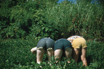 Owen Clinic Institute: Three Persons Bending Over Gardening
