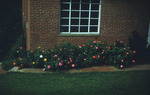 Owen Clinic Institute: Photo of Flowering Bush Against House