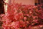 Owen Clinic Institute: Pink flowering bush by Marshall University Archives and Special Collections