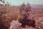 Owen Clinic Institute: Overlook with trees