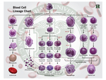 Blood cell lineage chart by David Kendall,